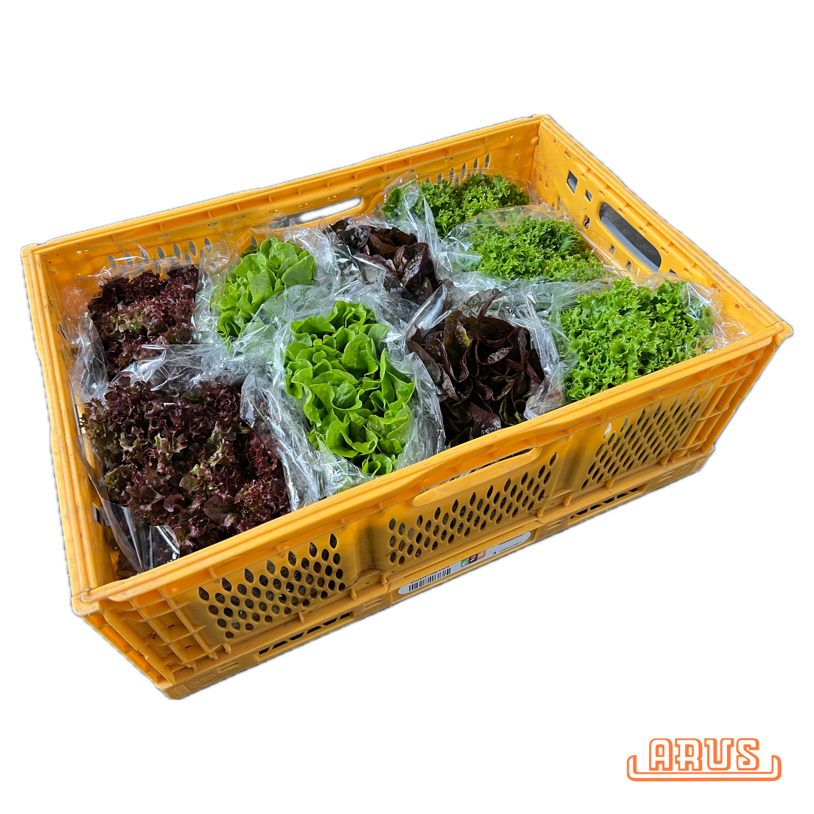Mix Salat 9er "Poly in Plastiktüte" -dtsch.- 