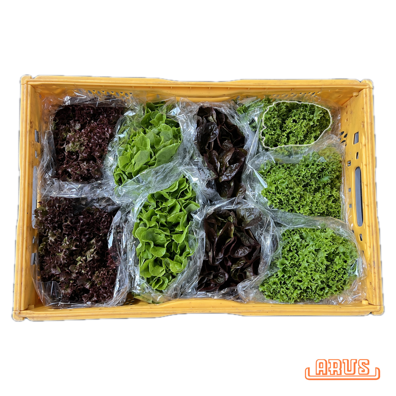 Mix Salat 9er "Poly in Plastiktüte" -dtsch.- 