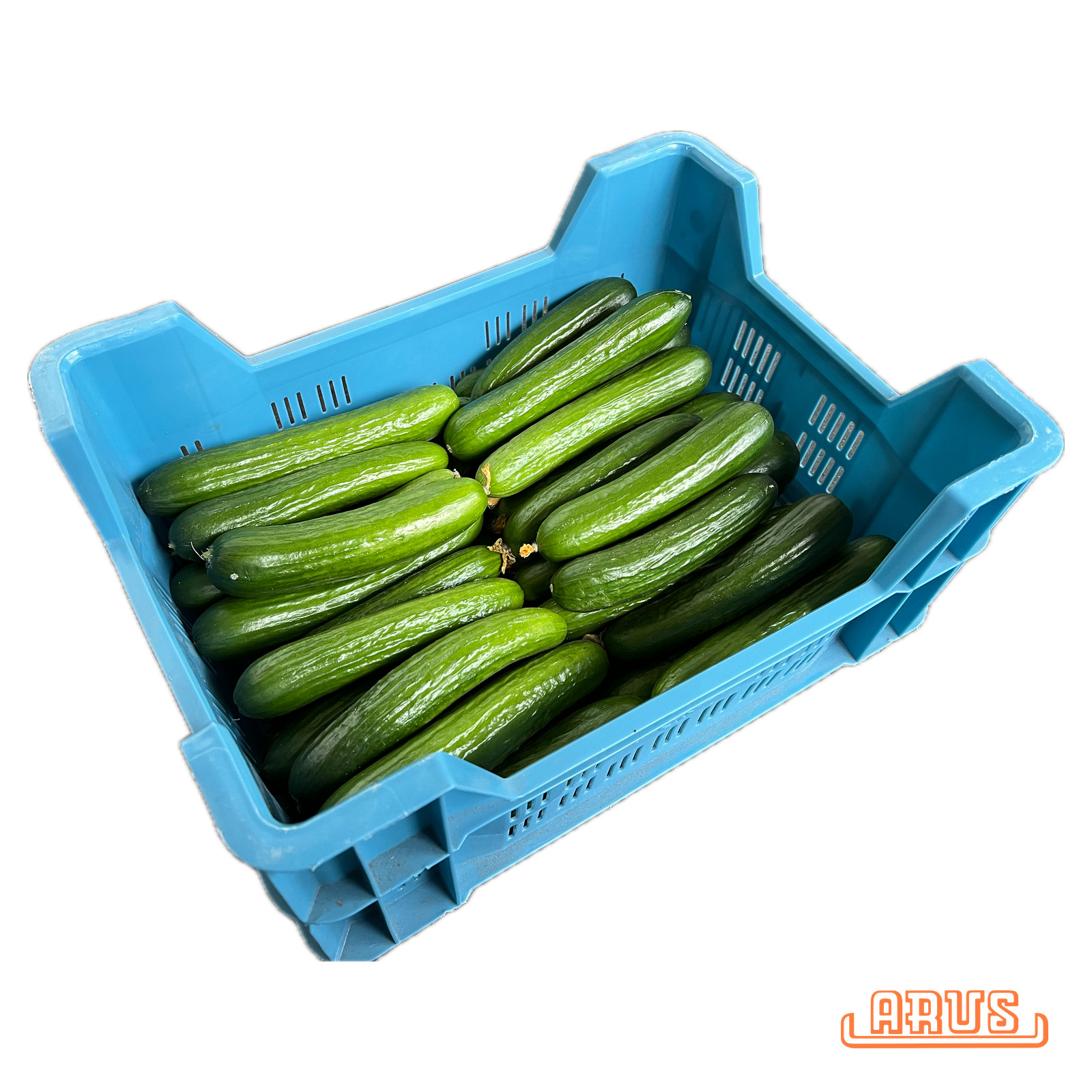 Gurken Mini 35-40 Stück - schwarze Kartons -