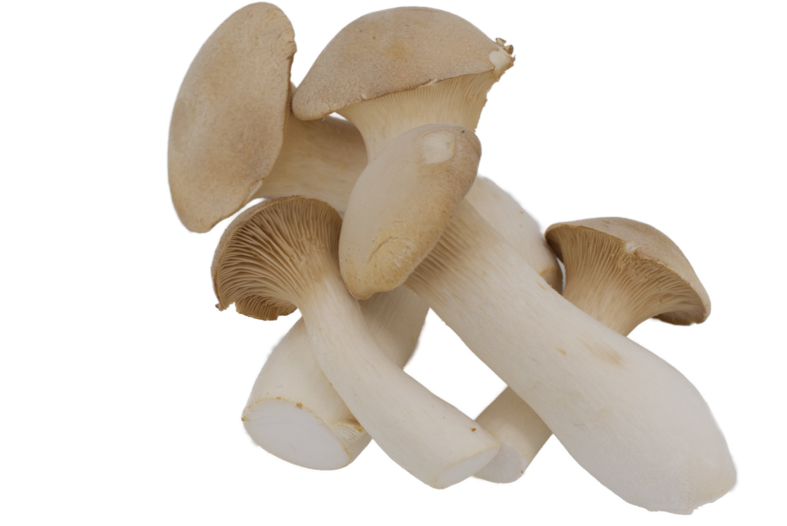 BIO Kräutersaitlinge 1kg - Korb -