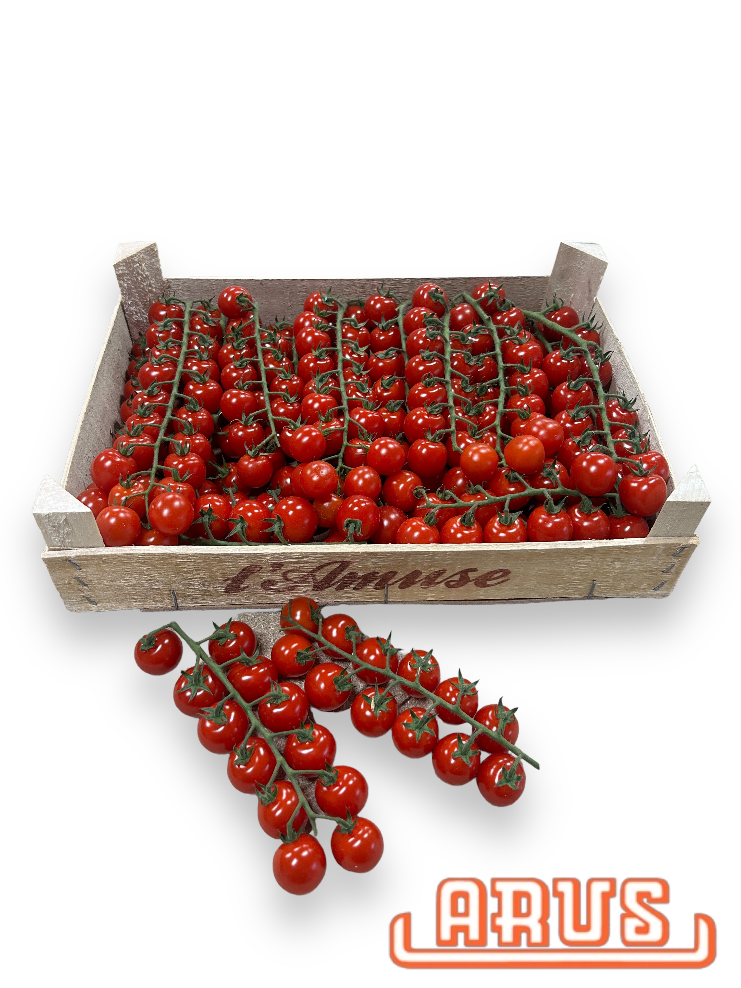 Cherrystraucht. Cherita "Seasun/l'Amuse" 3kg - niederl. -