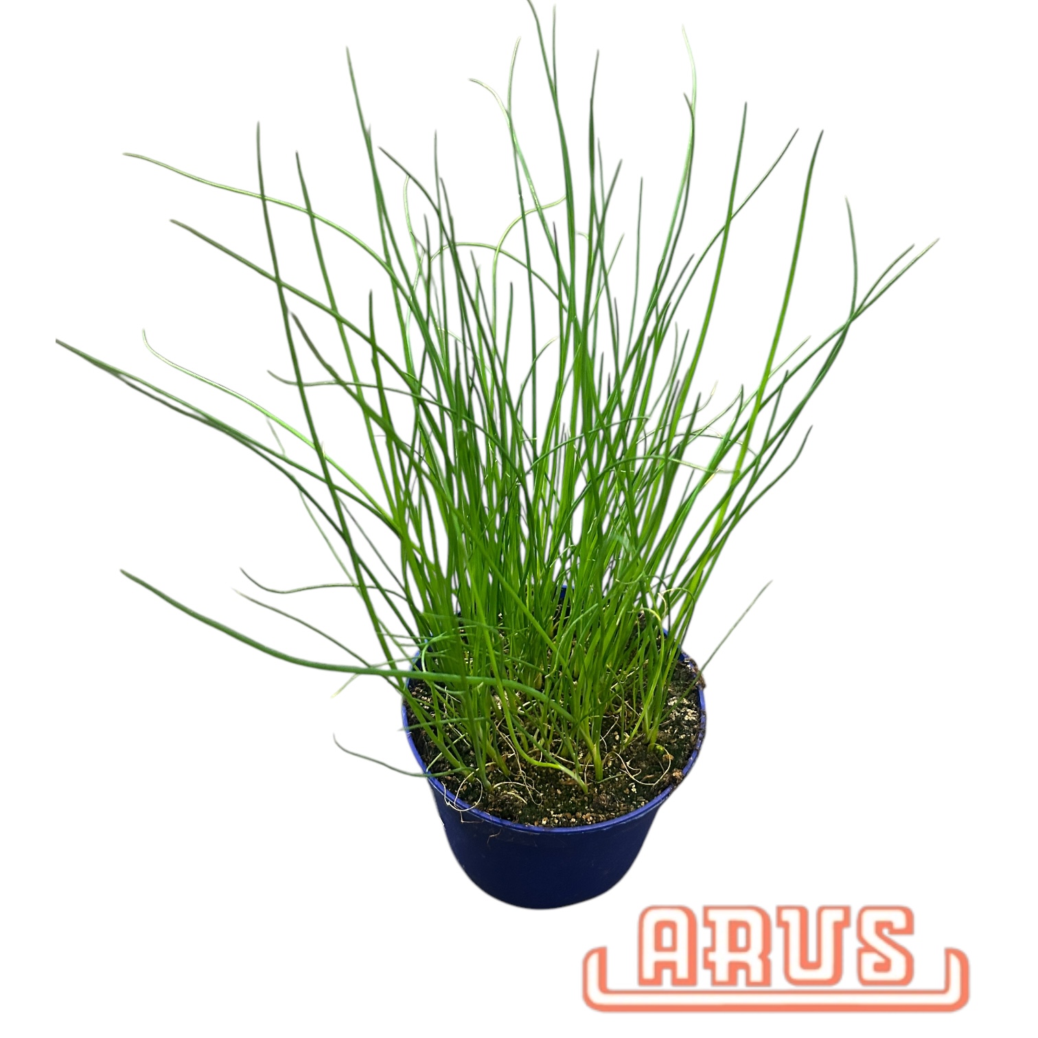BIO Töpfe Schnittlauch, 13cm