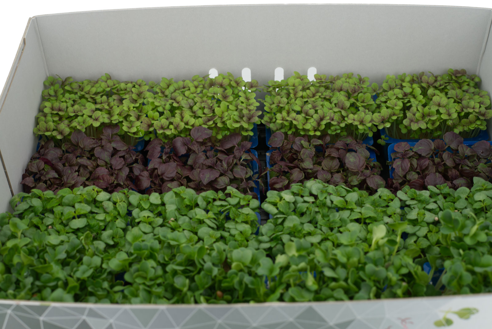 Shiso Mix 16er