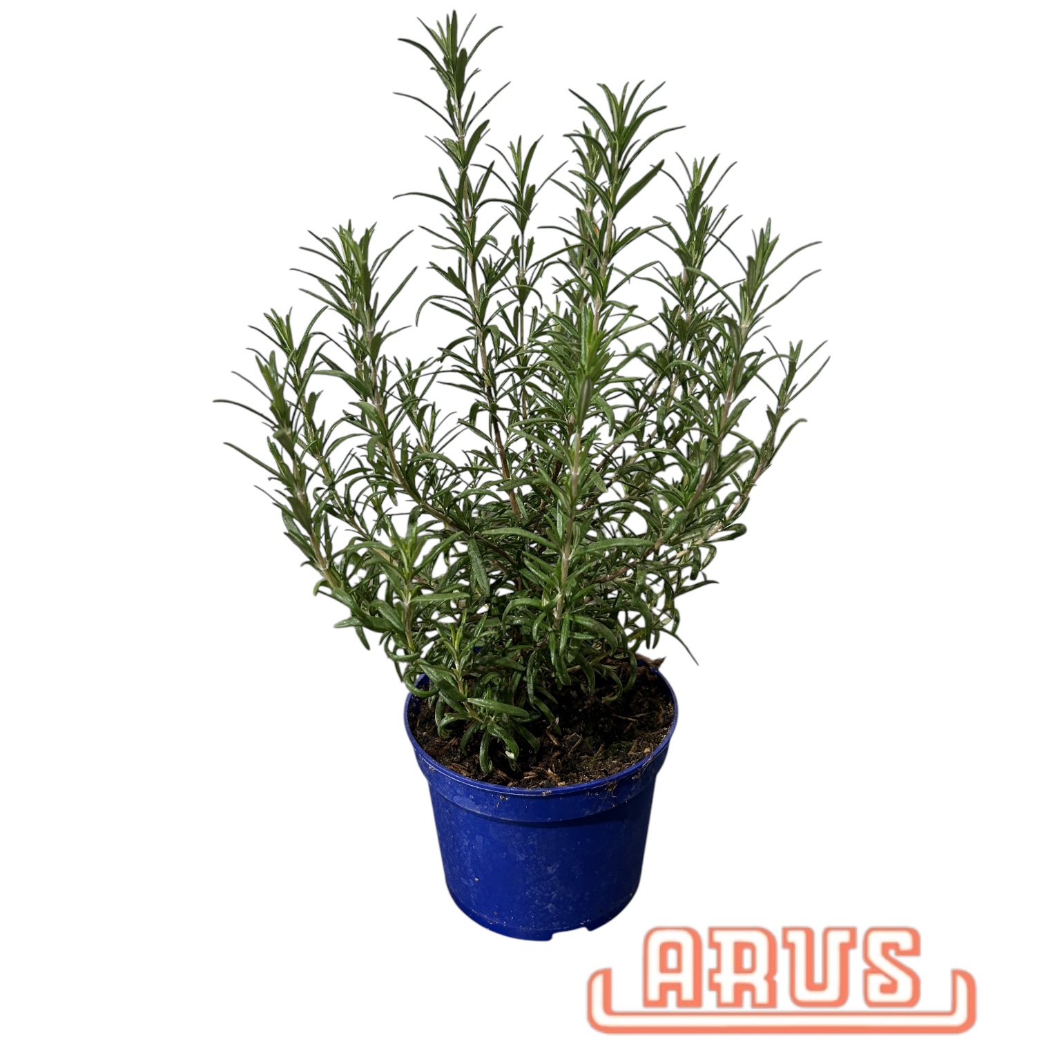 BIO Töpfe Rosmarin, 13cm