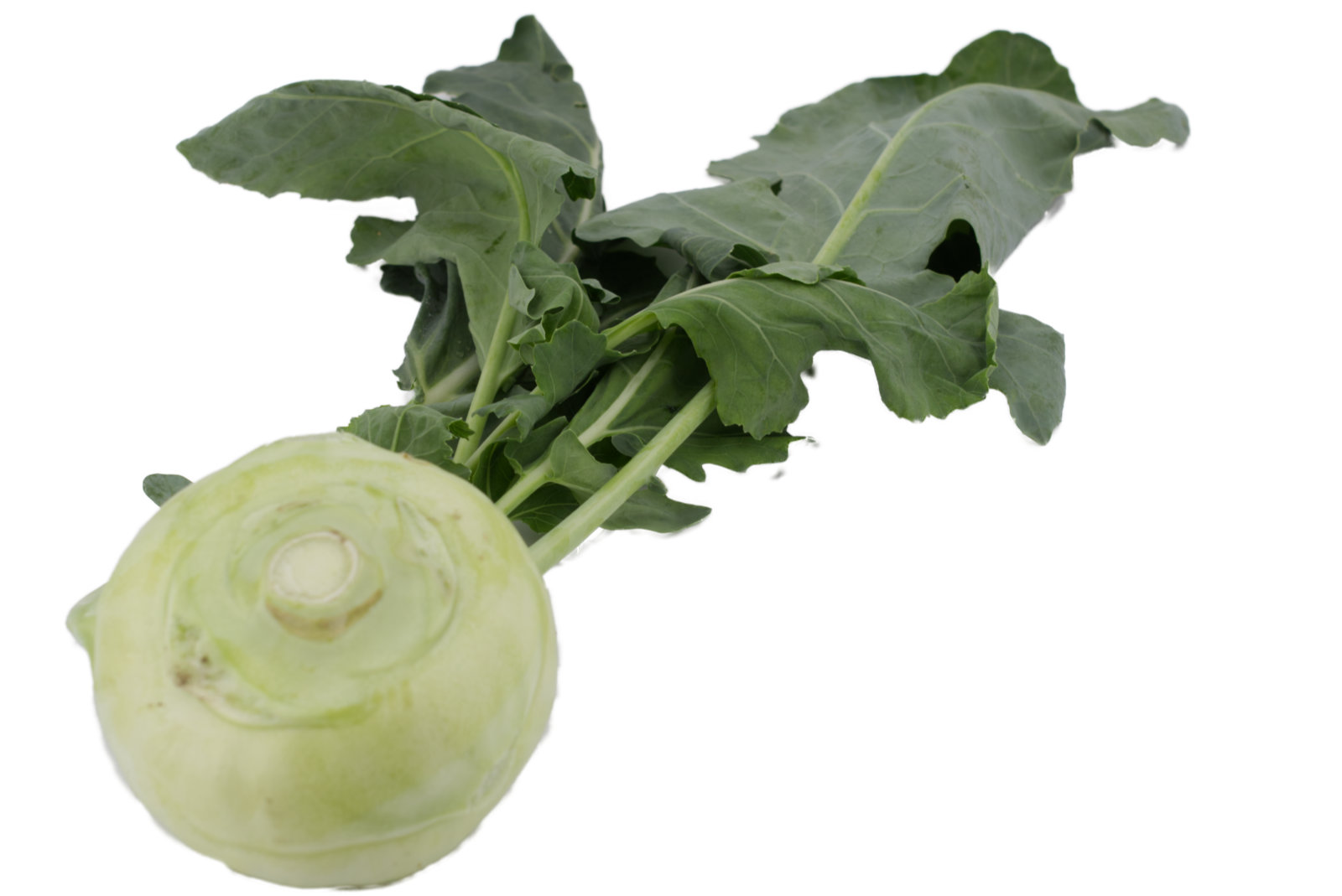 Kohlrabi 20er - ital. -