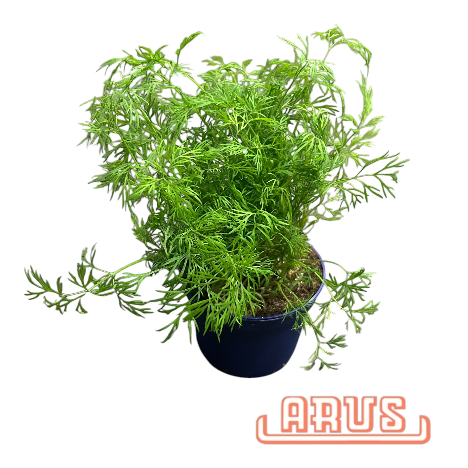 BIO Töpfe Dill, 13cm