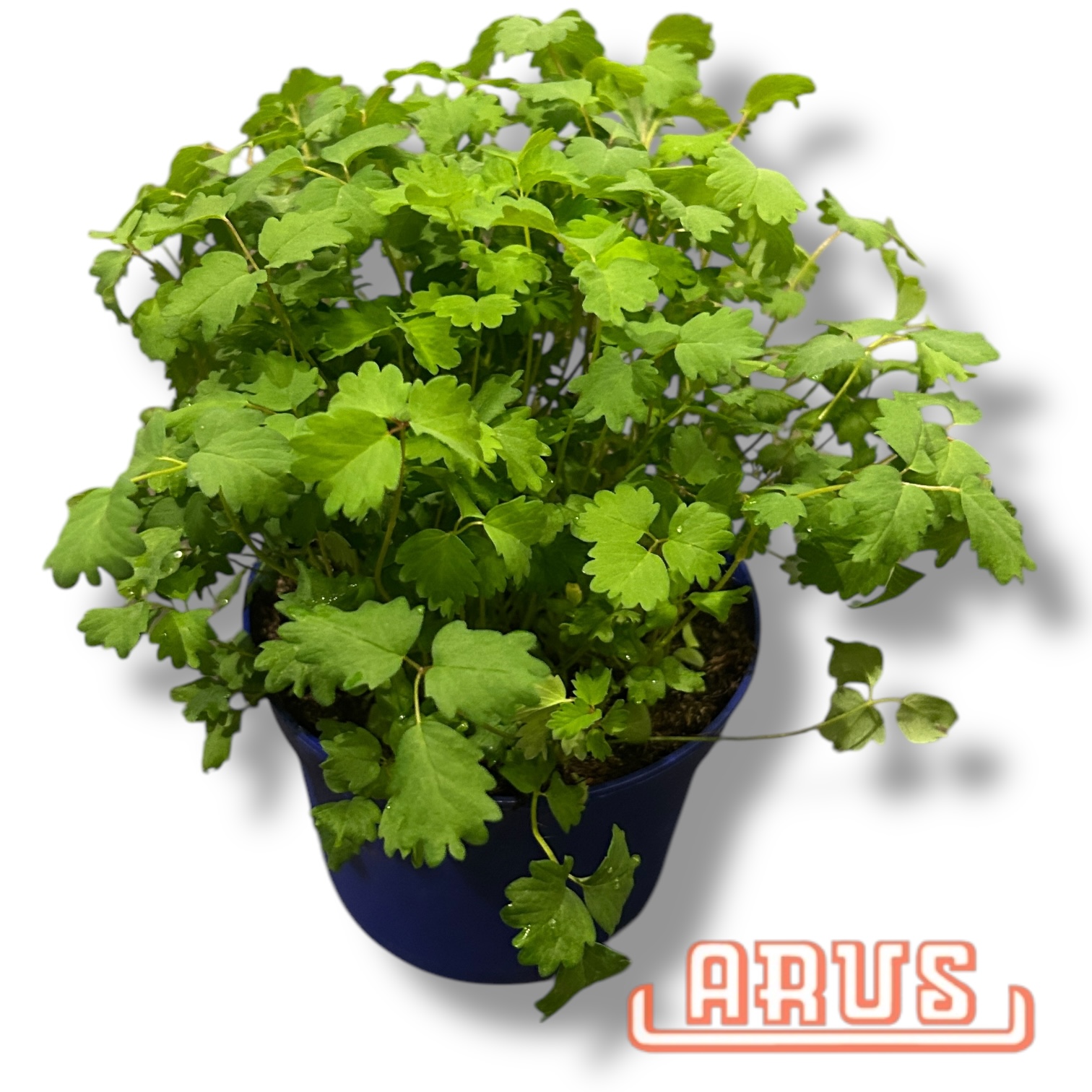 BIO Töpfe Pimpinelle, 13cm