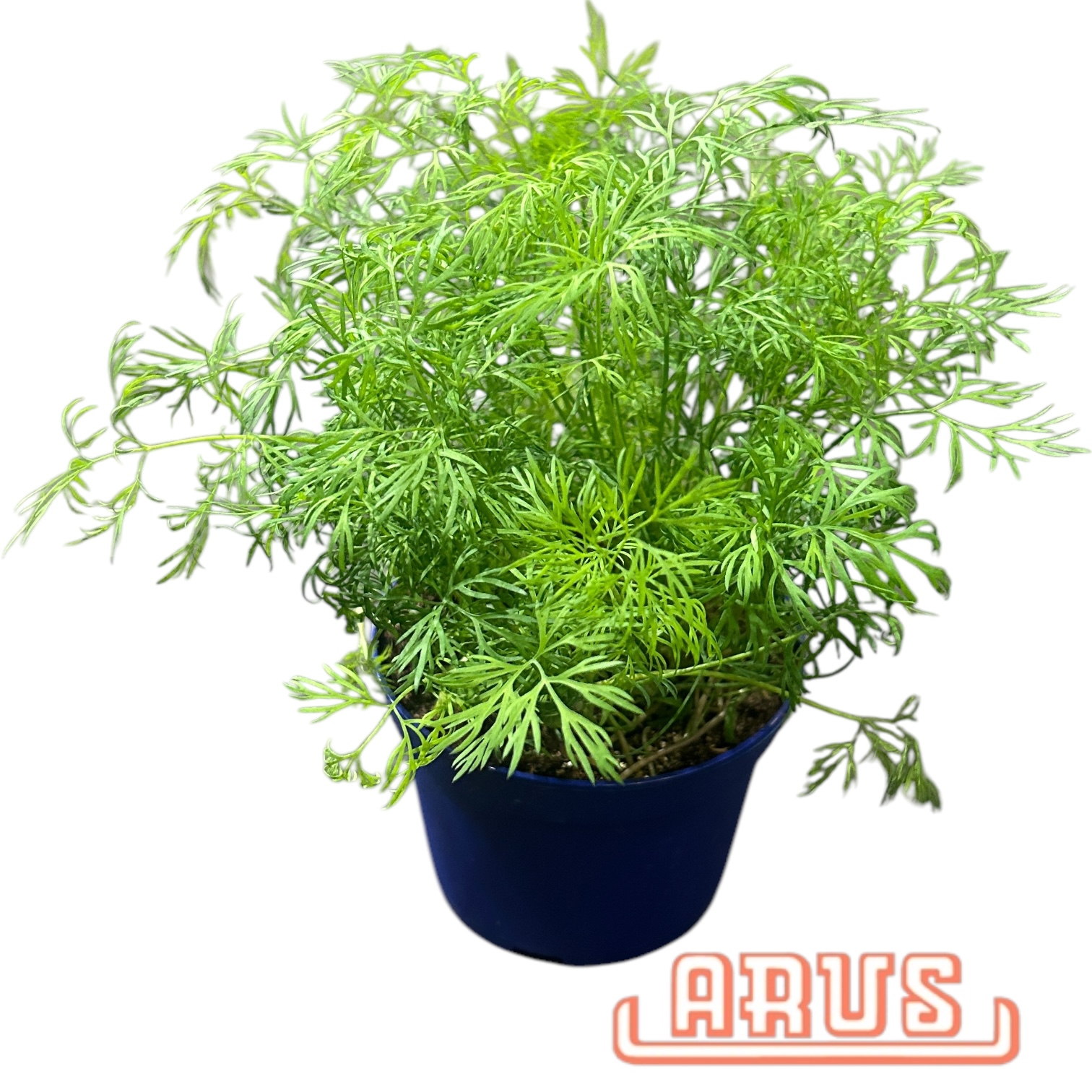BIO Töpfe Colakraut, 13cm