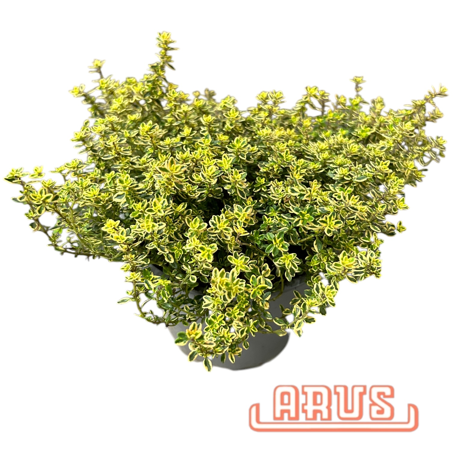 BIO Töpfe Thymian-Zitronen, 13cm
