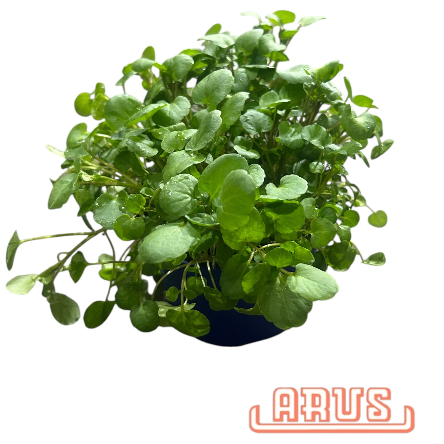 BIO Töpfe Brunnenkresse, 13cm