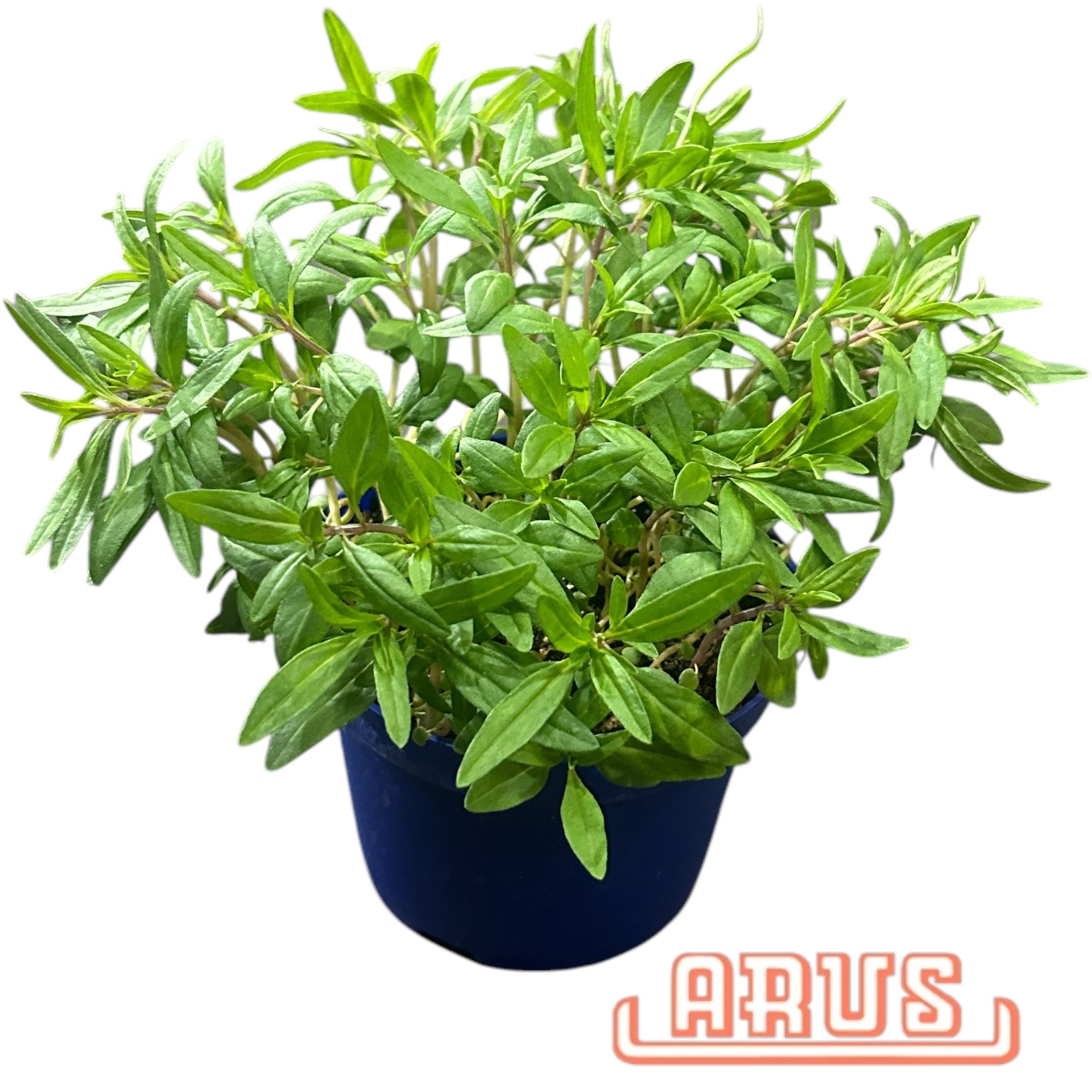 BIO Töpfe Bohnenkraut, 13cm