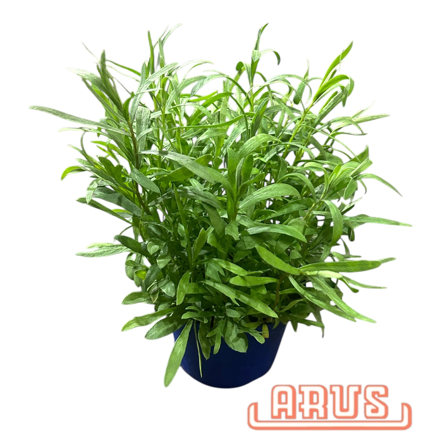 BIO Töpfe Estragon, 13cm