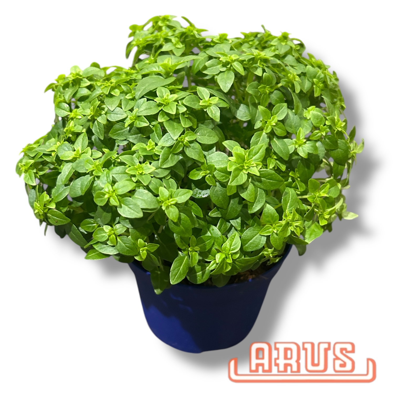 BIO Töpfe Basilikum PICCO, 13cm