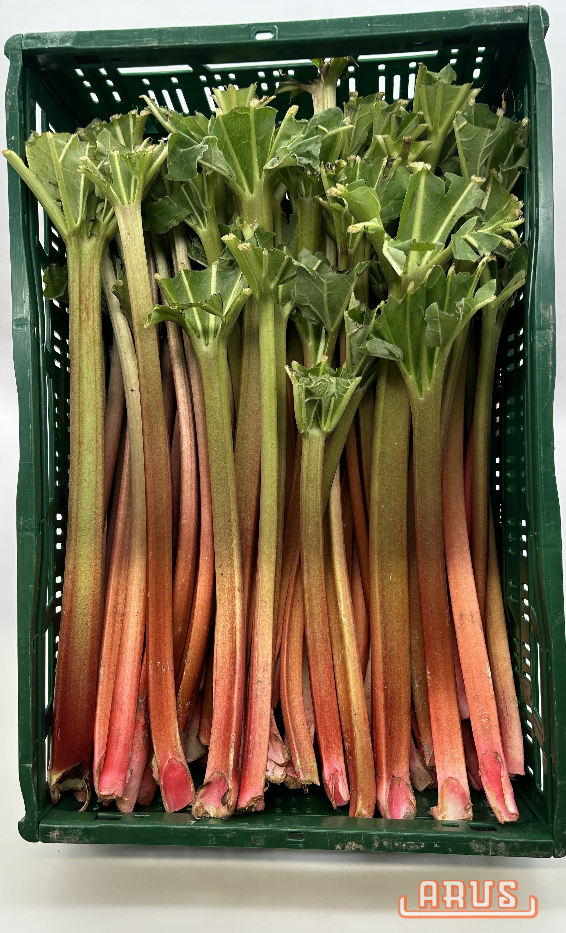 Rhabarber "lang" 5kg 