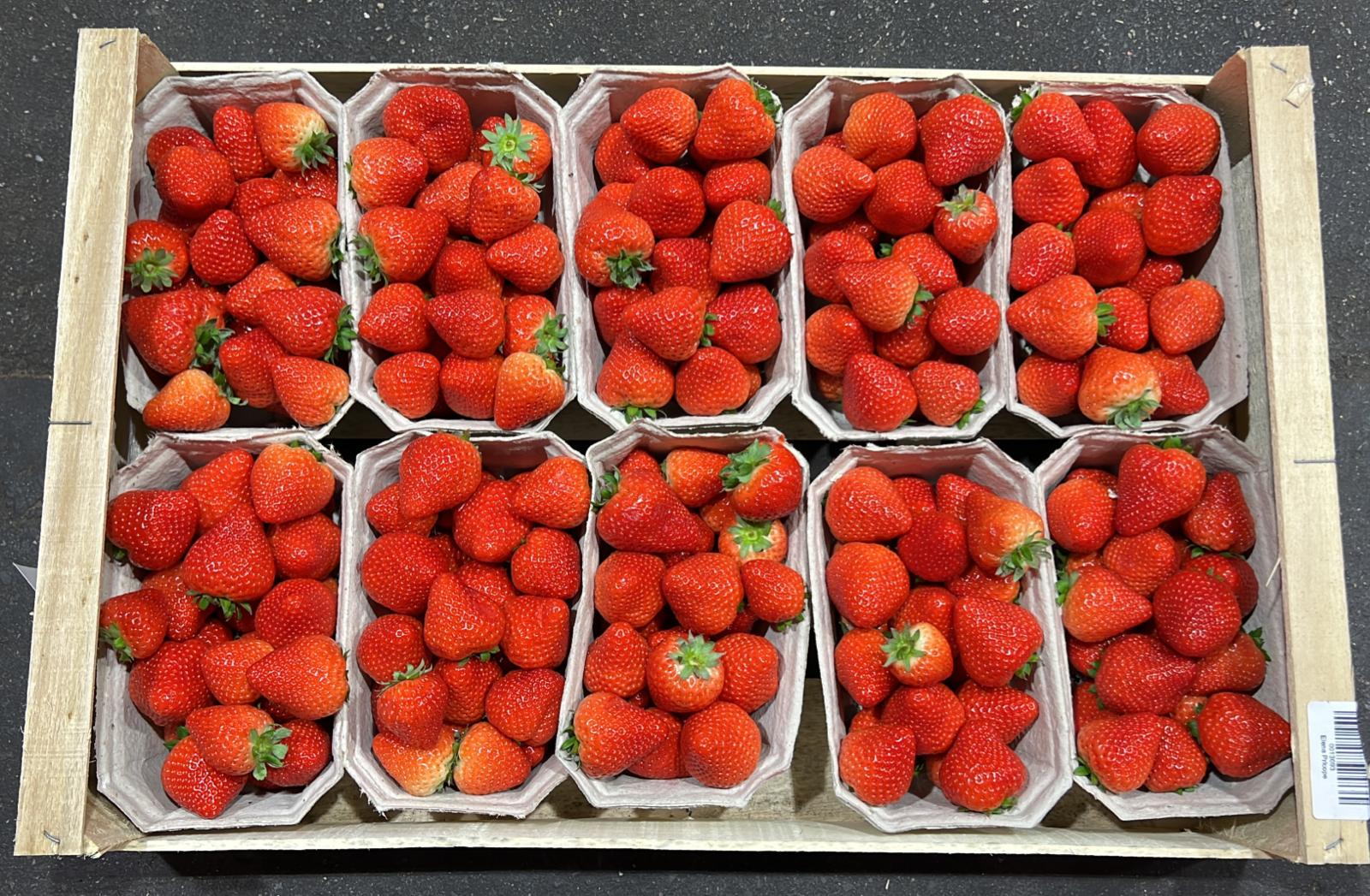 Erdbeeren 10x500g POOL - niederl. -