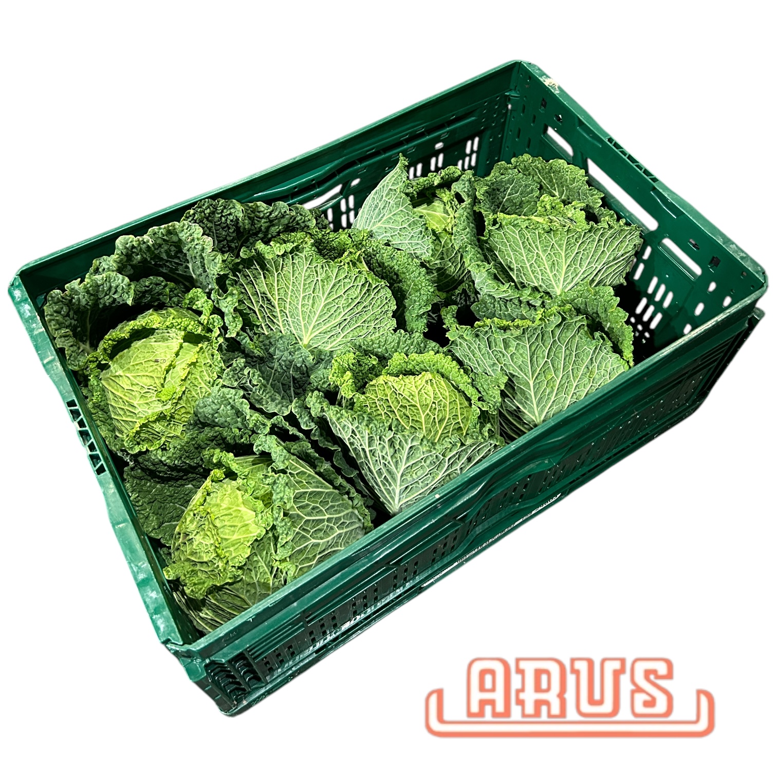 Wirsing 10kg - dtsch. -