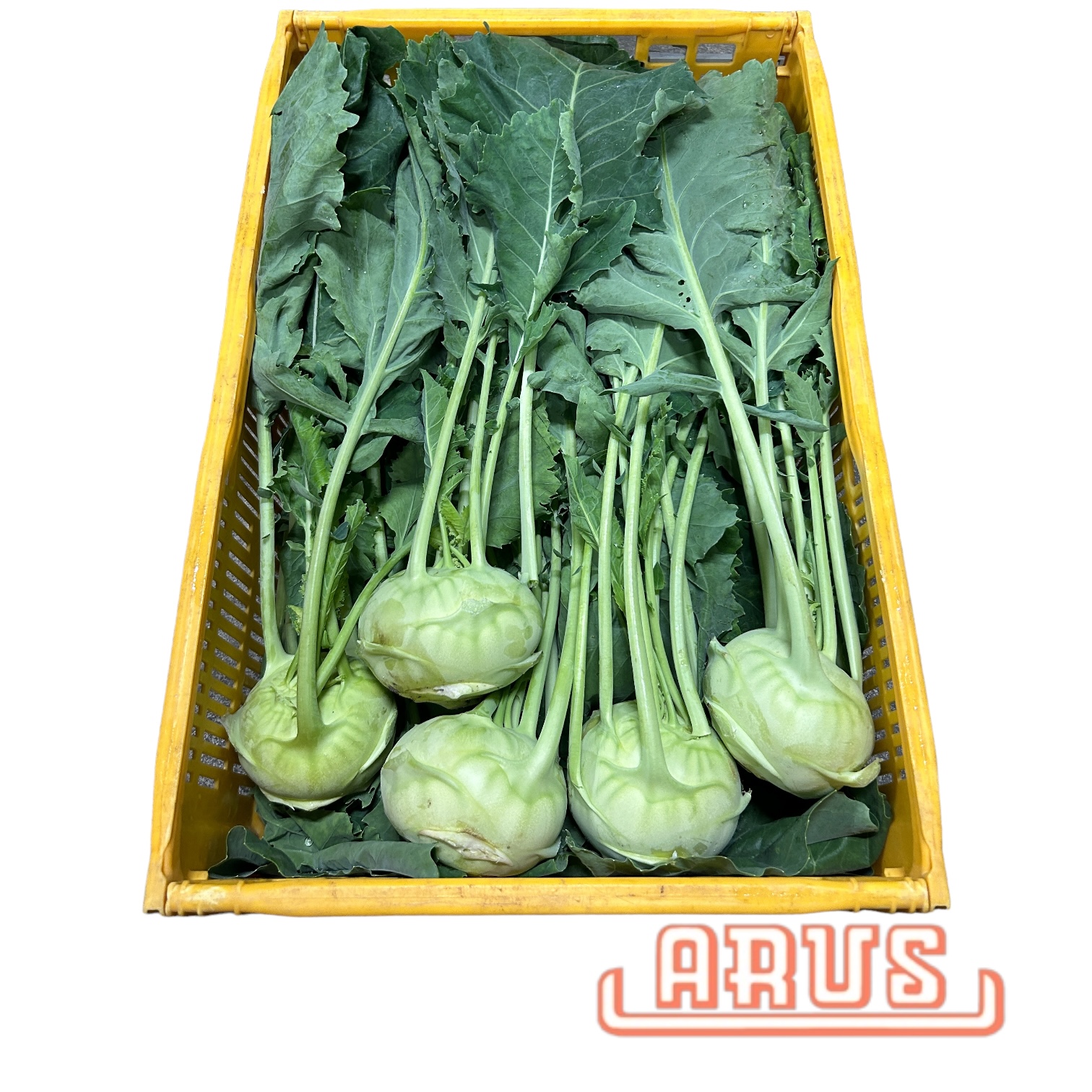 Kohlrabi 20er - dtsch. -