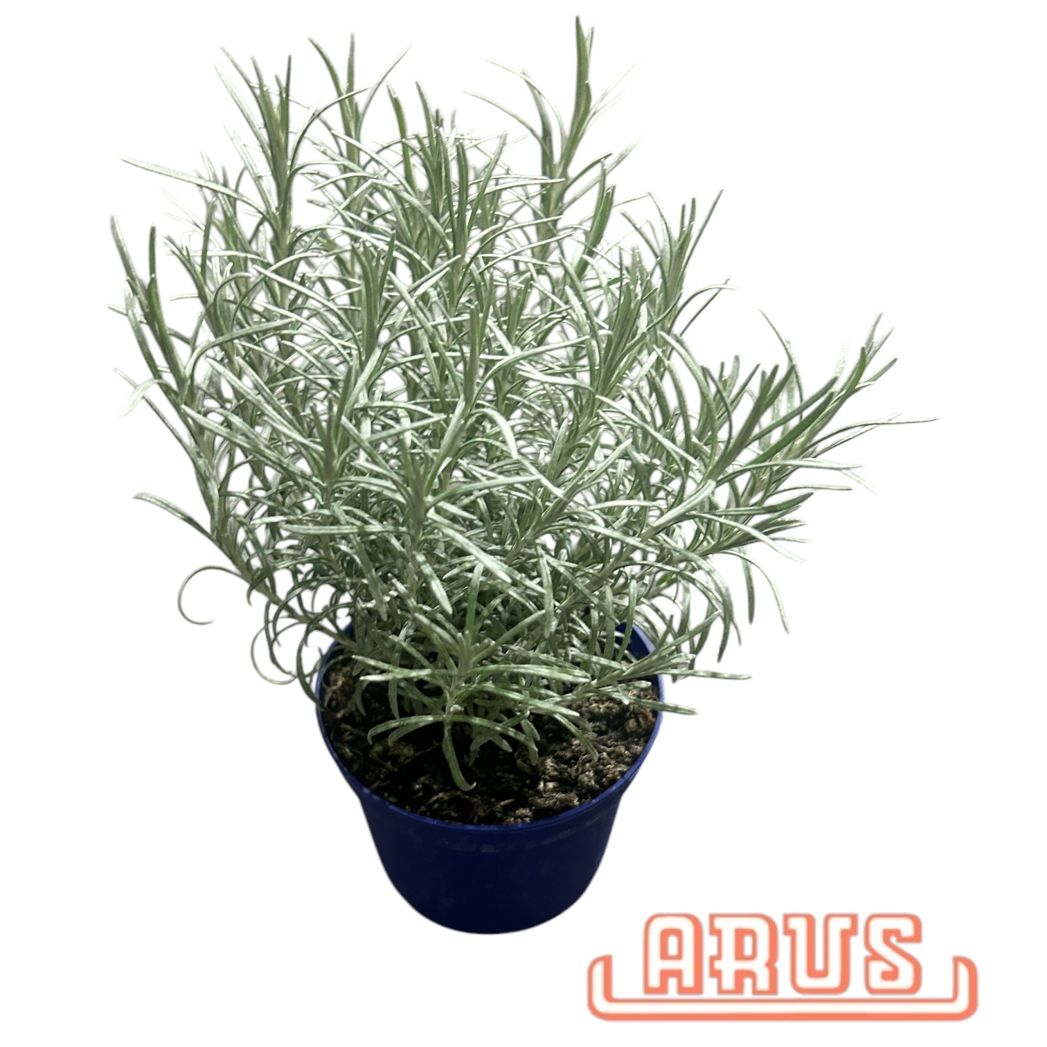 BIO Töpfe Currykraut, 13cm