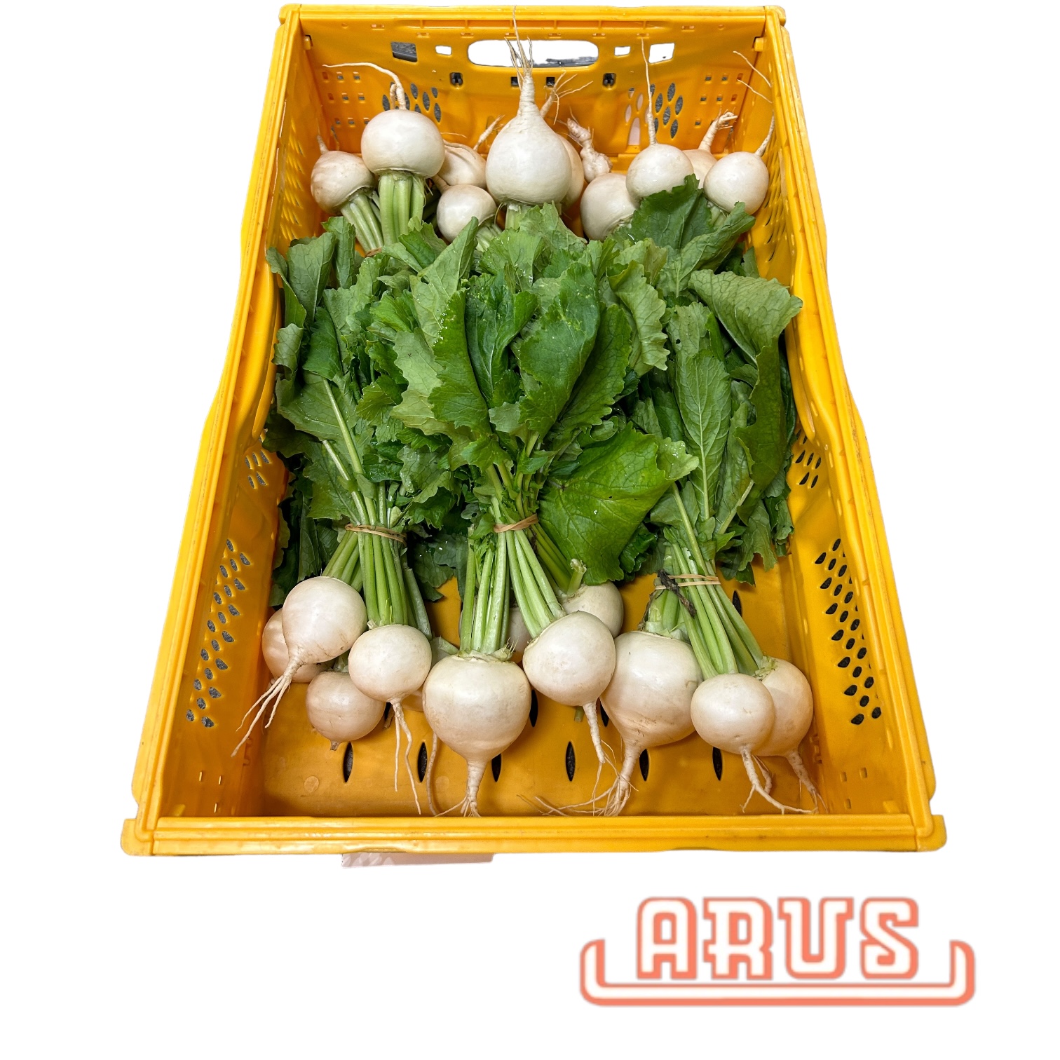 Mairübchen 6er -EZG-
