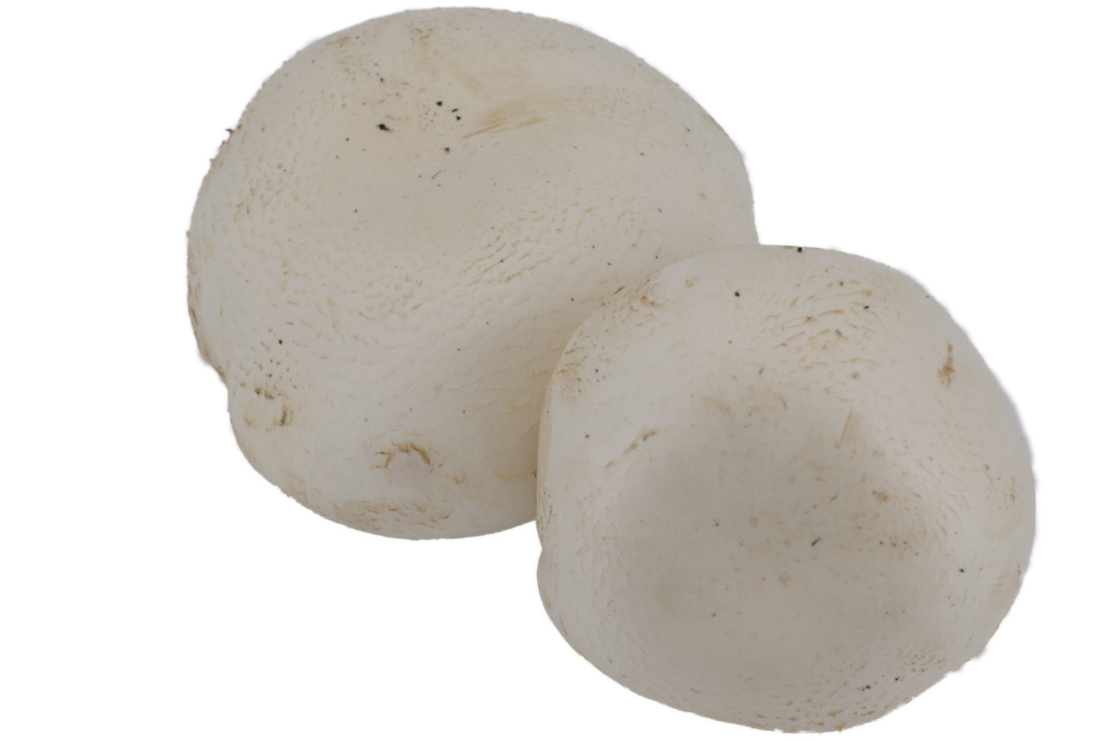 Füllchampignon "Riesenchampinon weiss"2kg