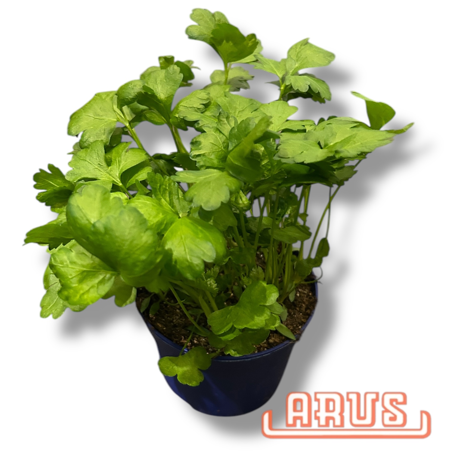 BIO Töpfe Petersilie glatt, 13cm