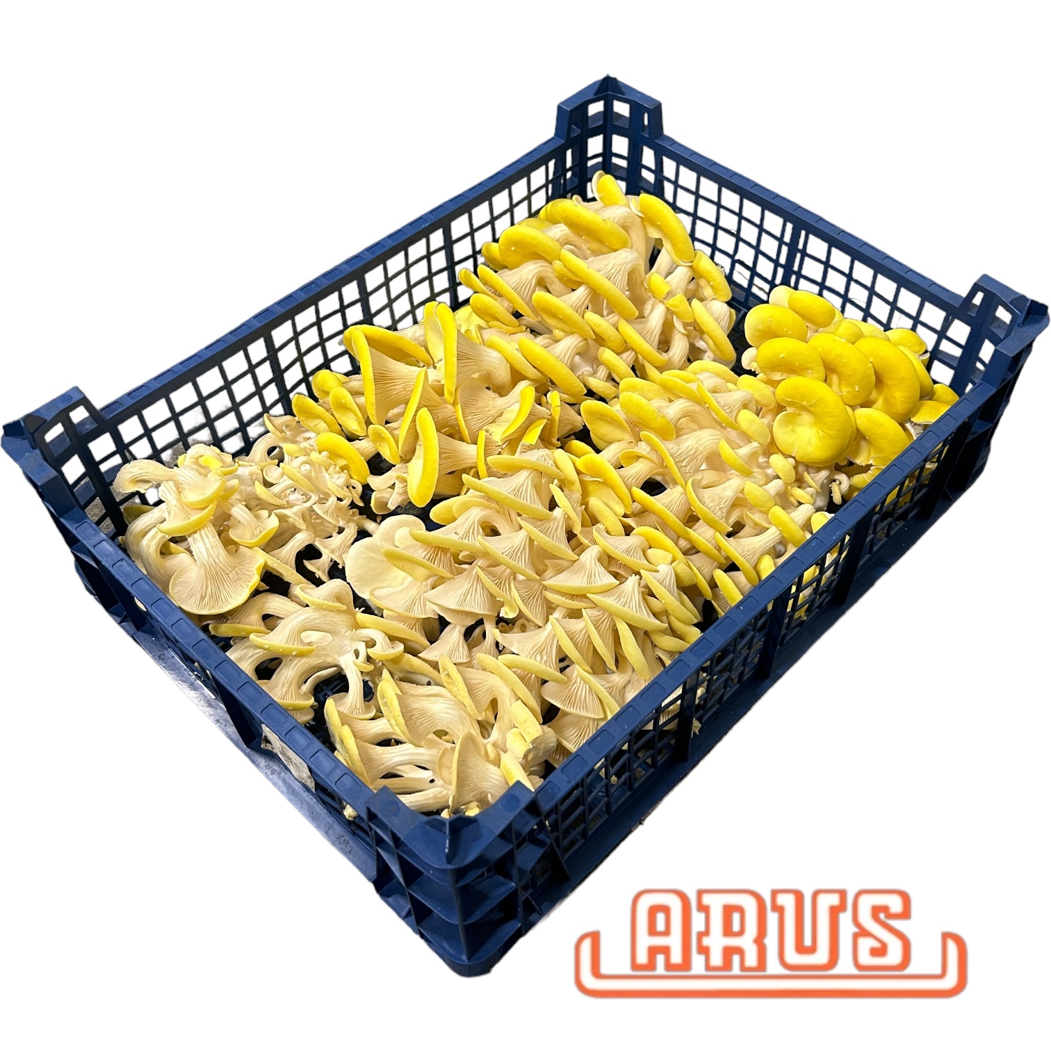Austernpilz "Limonenseitlinge gelb" 1kg